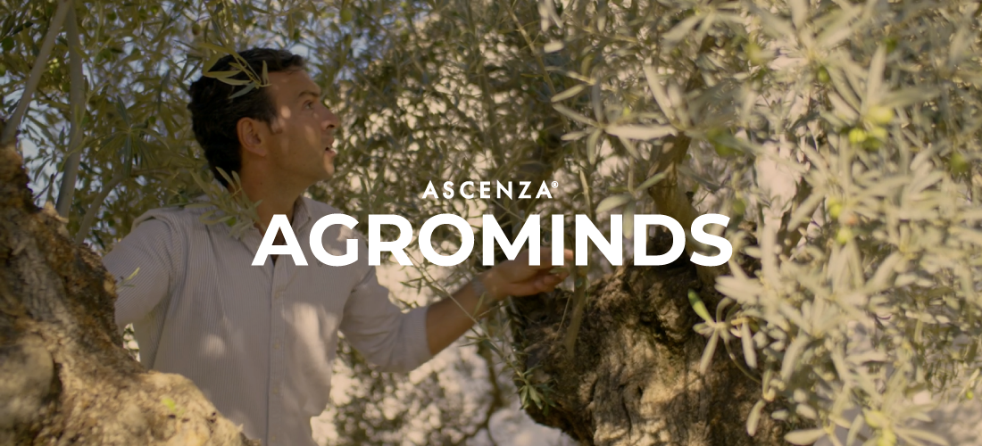 Agrominds project - Juan Manuel Jiménez, Spanish farmer, on the backgroud touching an olive tree