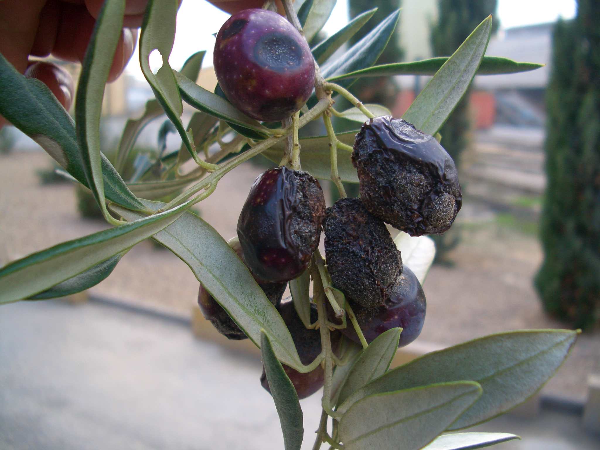 Gafa da oliveira ou antracnose da oliveira