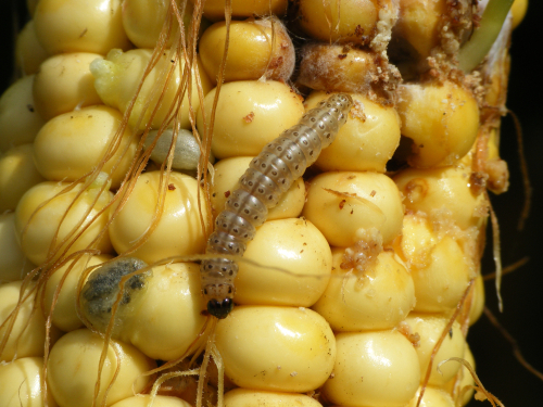 Ostrinia nubilalis, pirale do milho, em estado larvar a sair do interior de uma espiga de milho