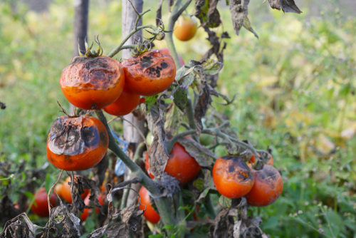 tomates podres causado por míldio