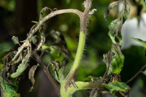 planta de tomate afetada por míldio