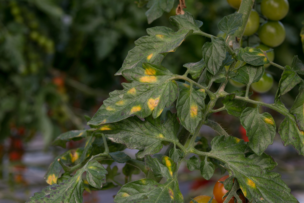 planta de tomate afetada por oídio